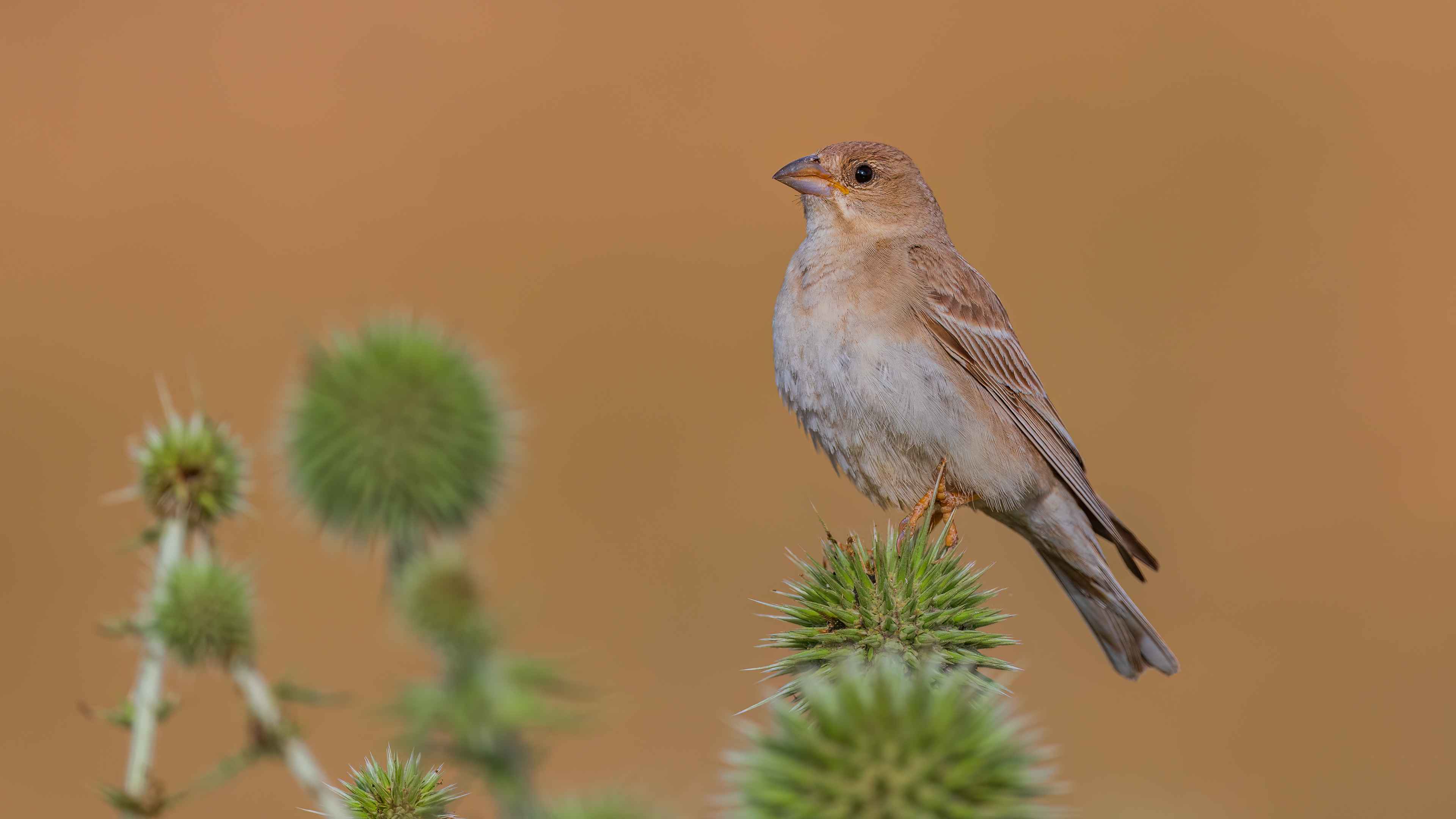 Pale Rockfinch